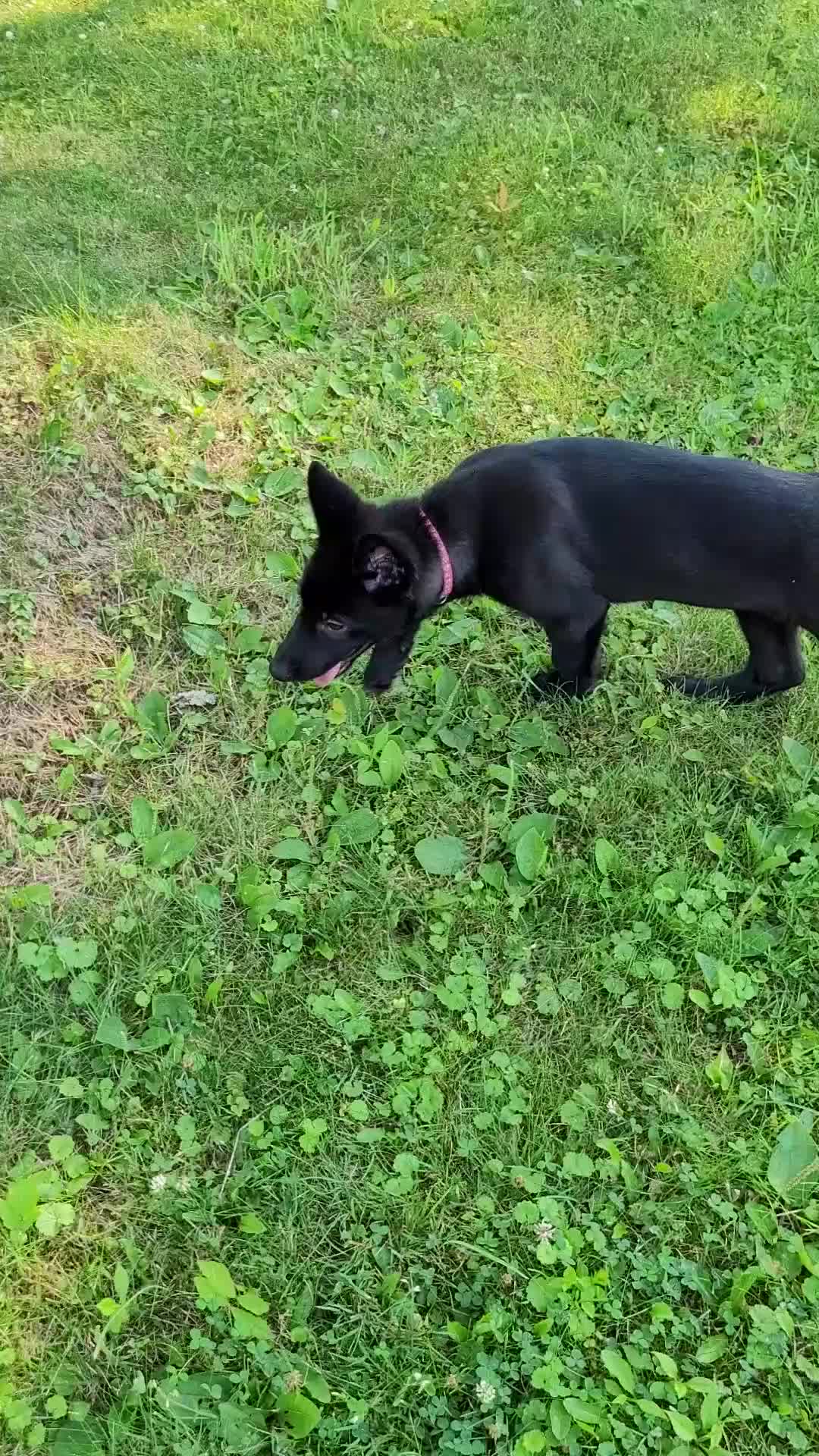 Mixed Breed dogs for sale: Freya - Video 2