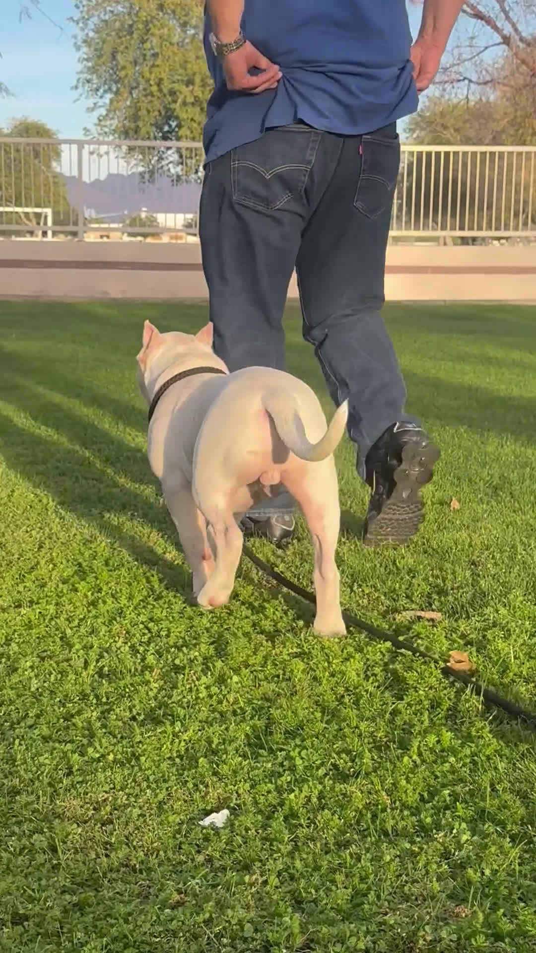 American Bully dogs for sale: American Bully Puppy 1 - Video 1