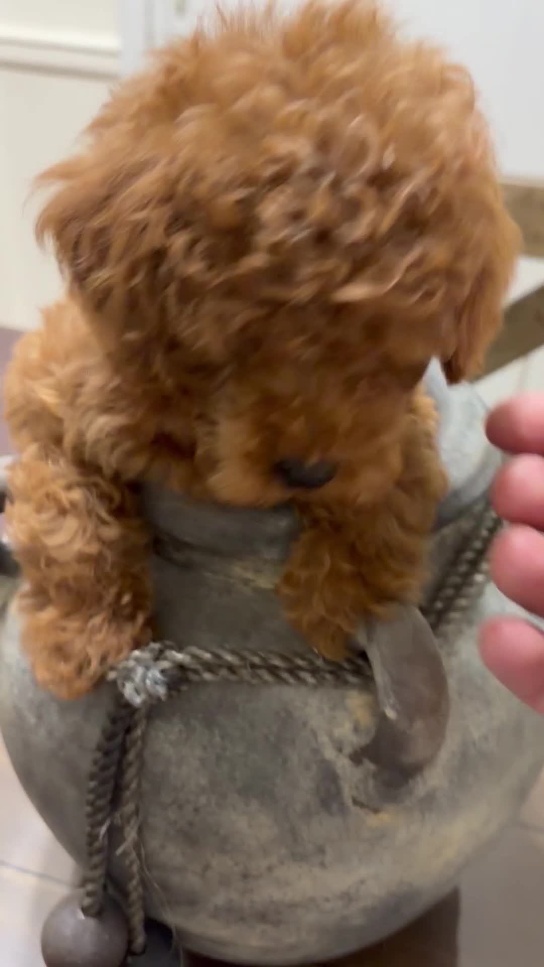 Toy Poodle dogs for sale: Cash - Video 1