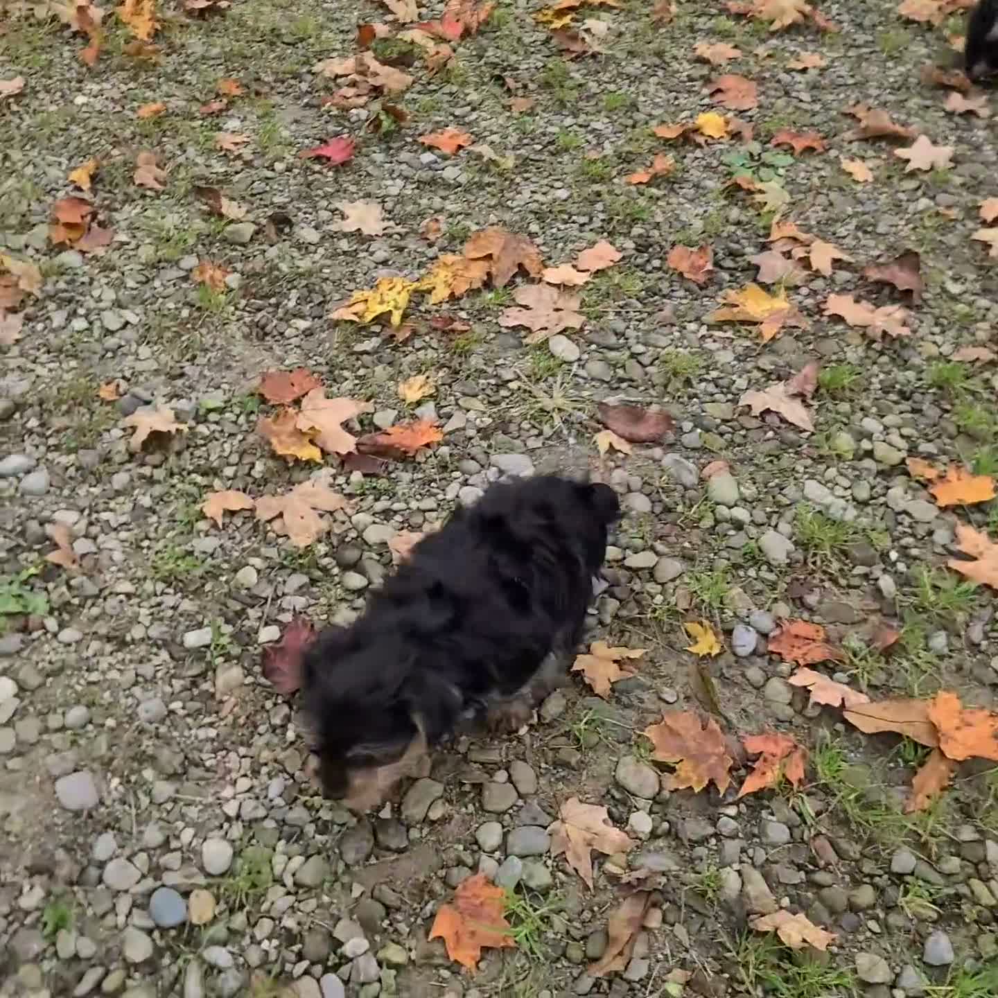 Yorkshire Terrier dogs for sale: Trevor - Video 1