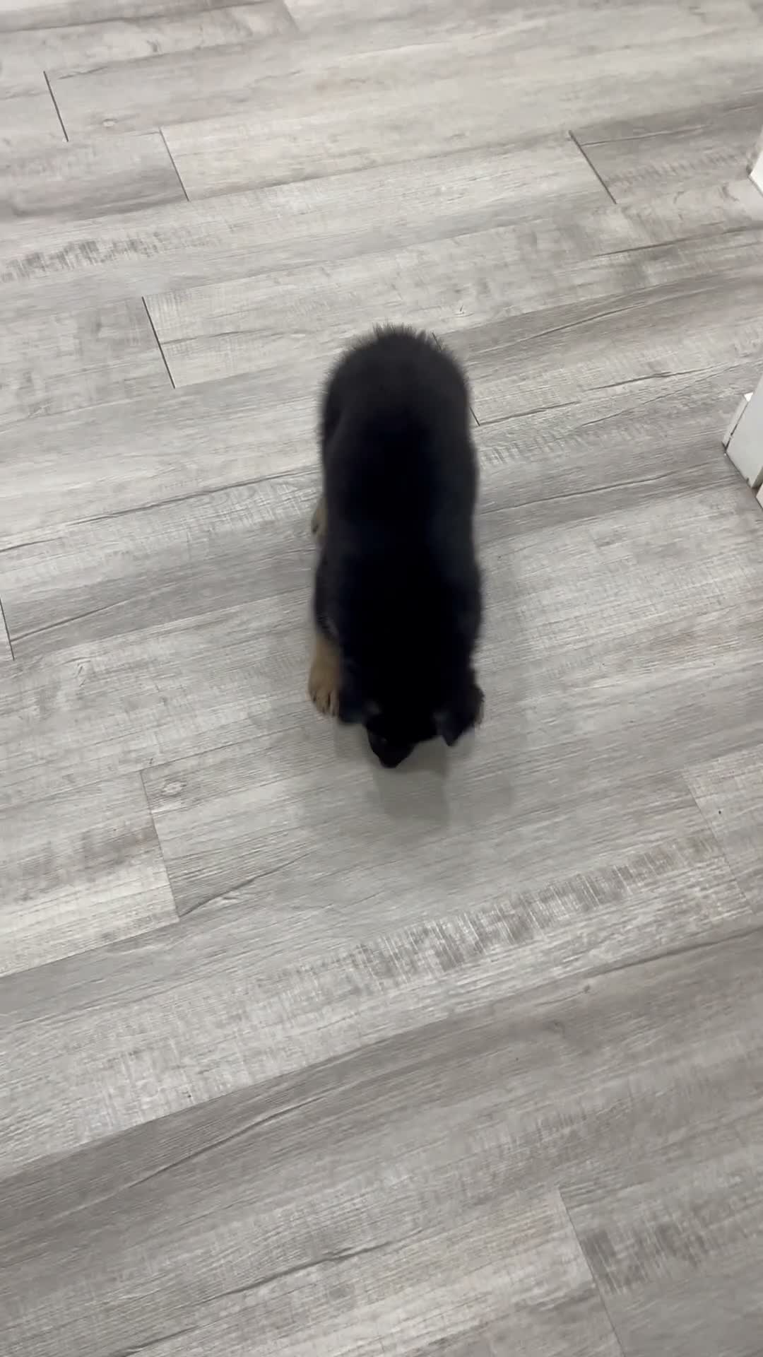 German Shepherd dogs for sale: Missy - Video 1