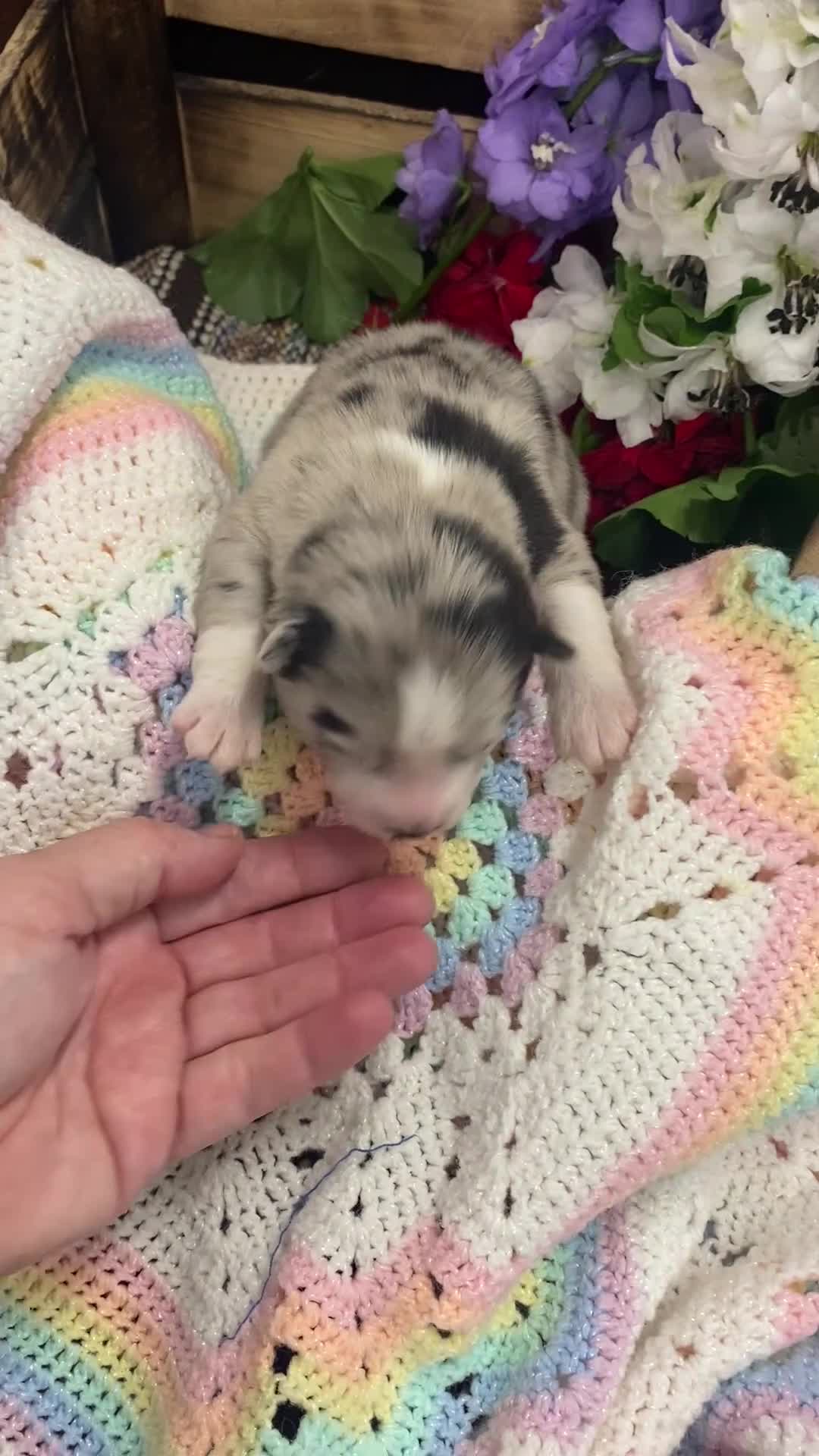 Pomsky dogs for sale: Elizabeth  - Video 1