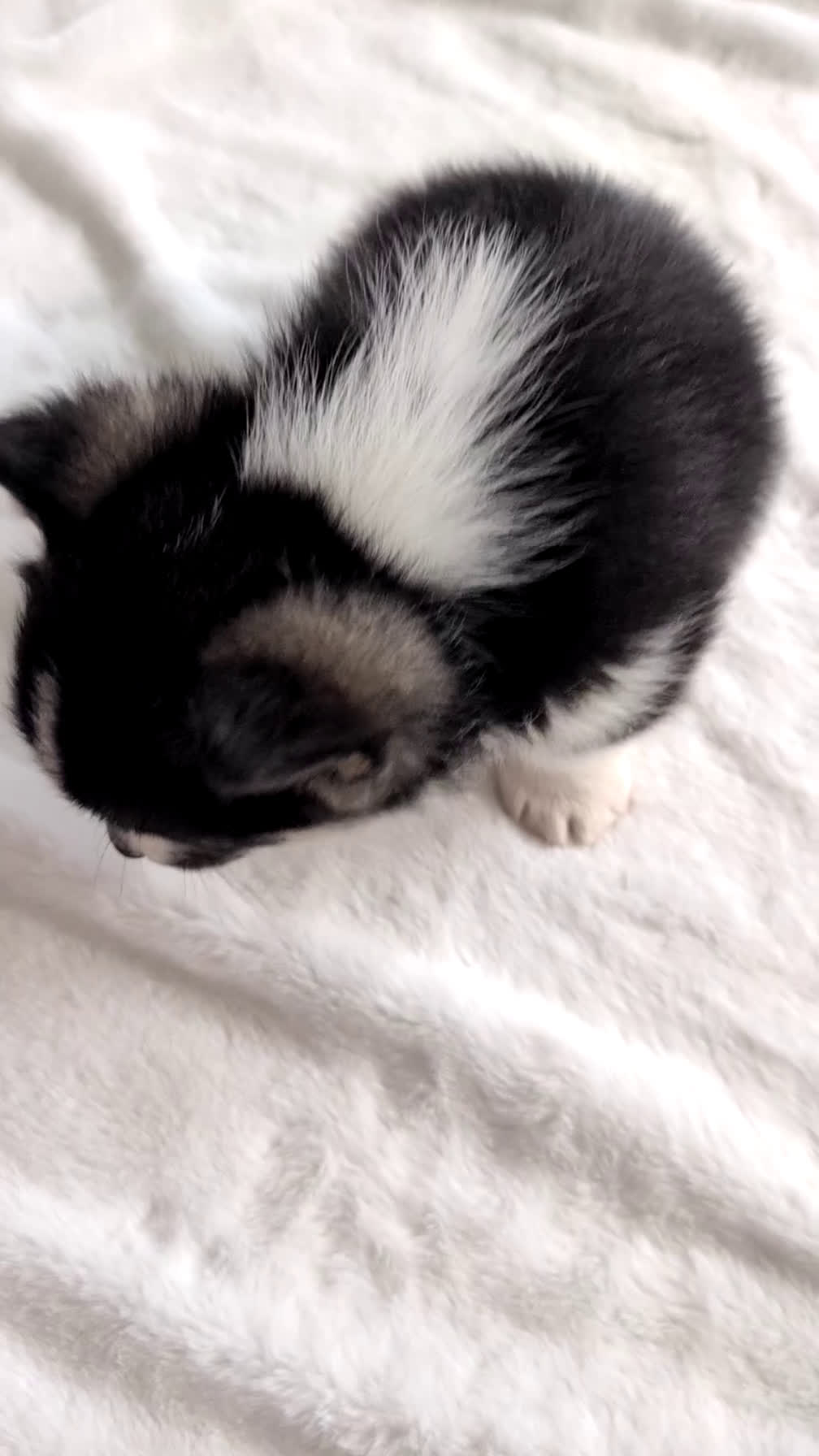 Welsh Corgi Pembroke dogs for sale: Nemo - Video 1