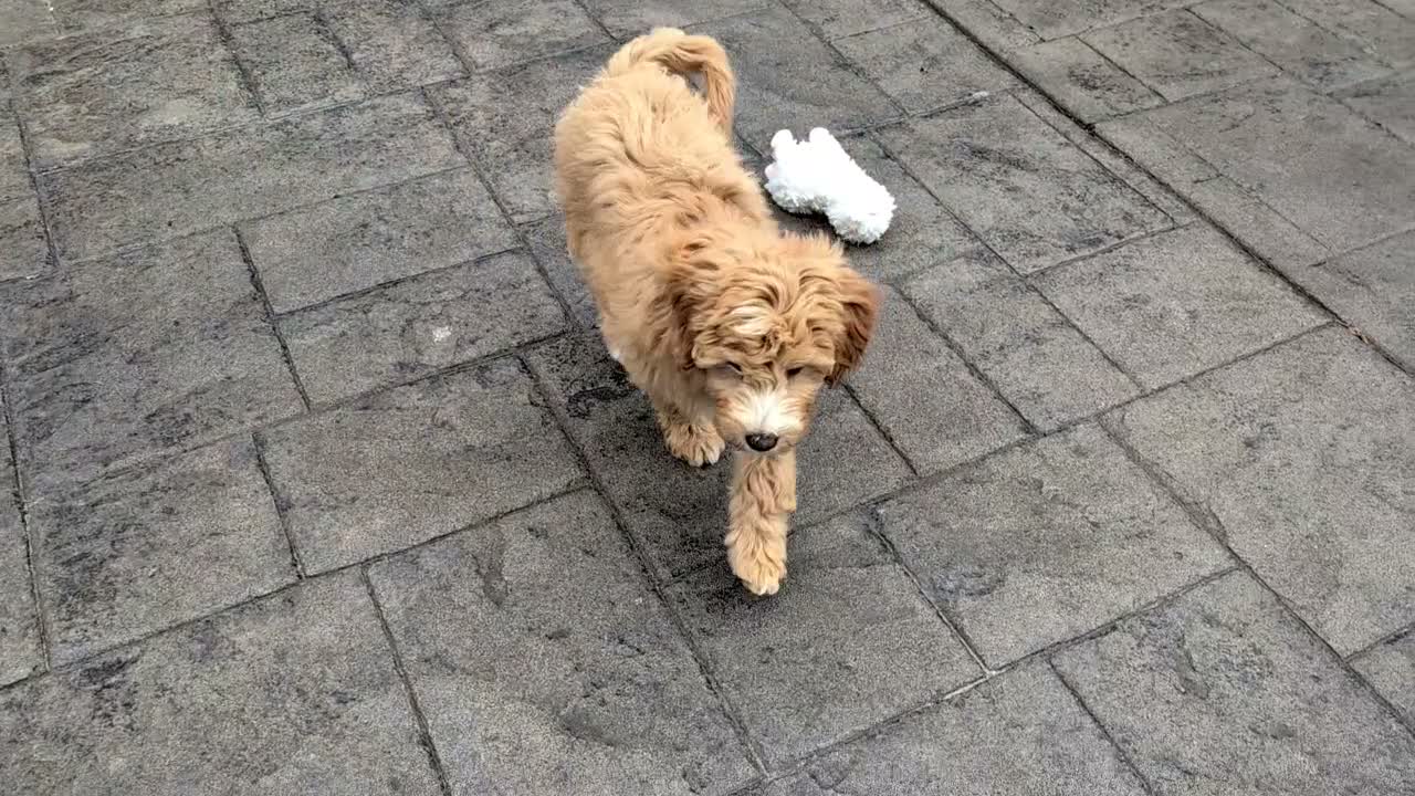 Mini Goldendoodle dogs for sale: Mr. Moose - Video 1