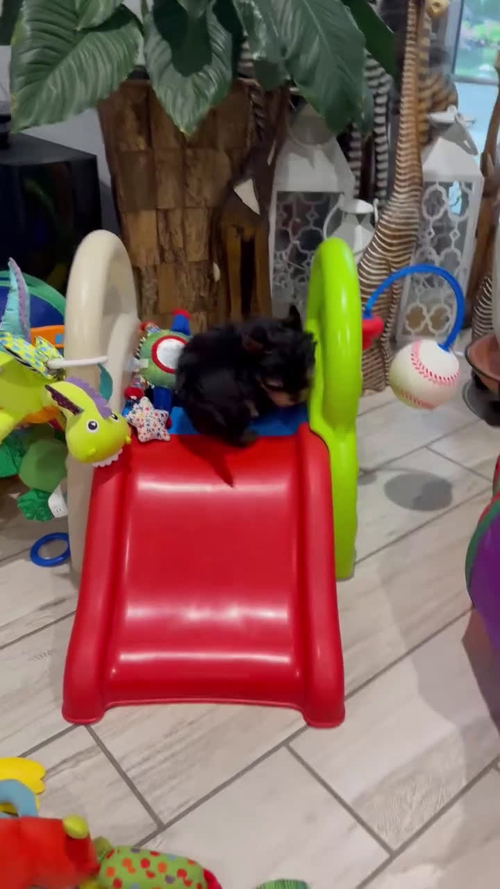 Yorkshire Terrier dogs for sale: Yorkshire Terrier Puppy 1 - Video 2