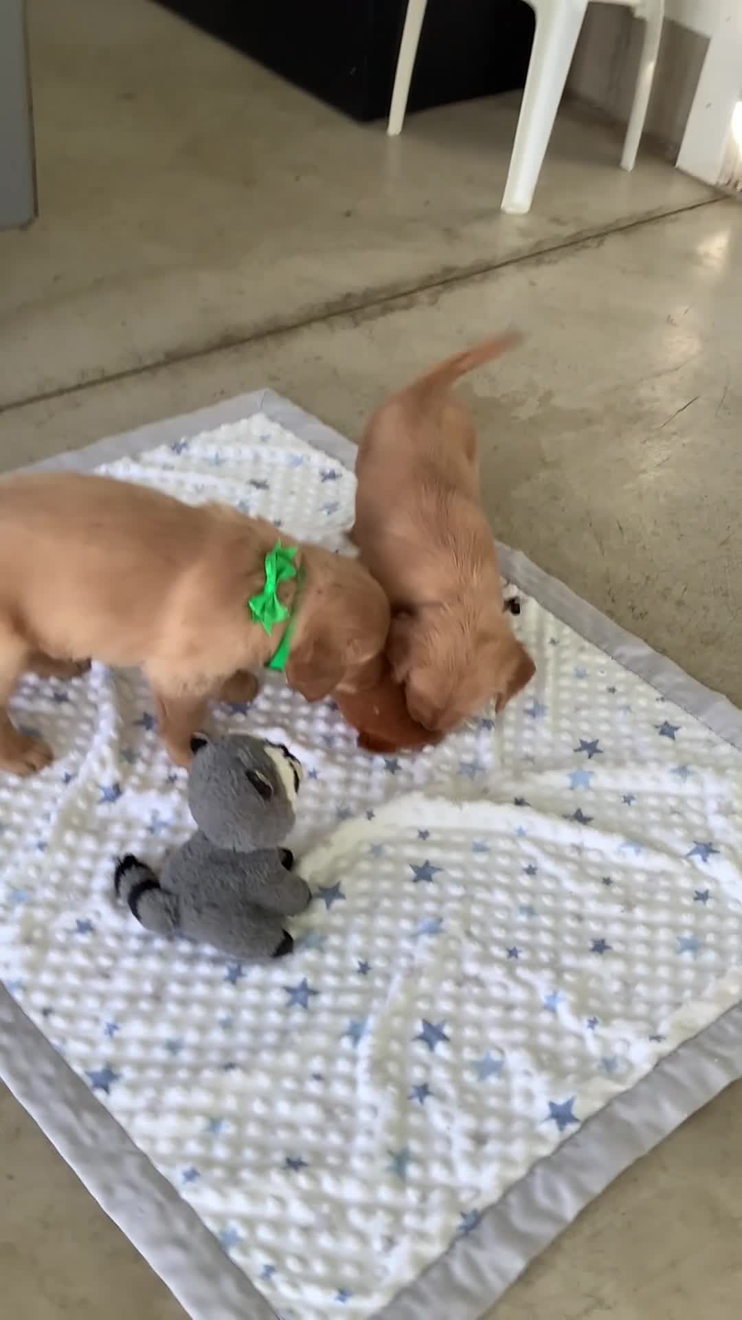 Golden Retriever dogs for sale: Golden Retriever Myles - Video 2