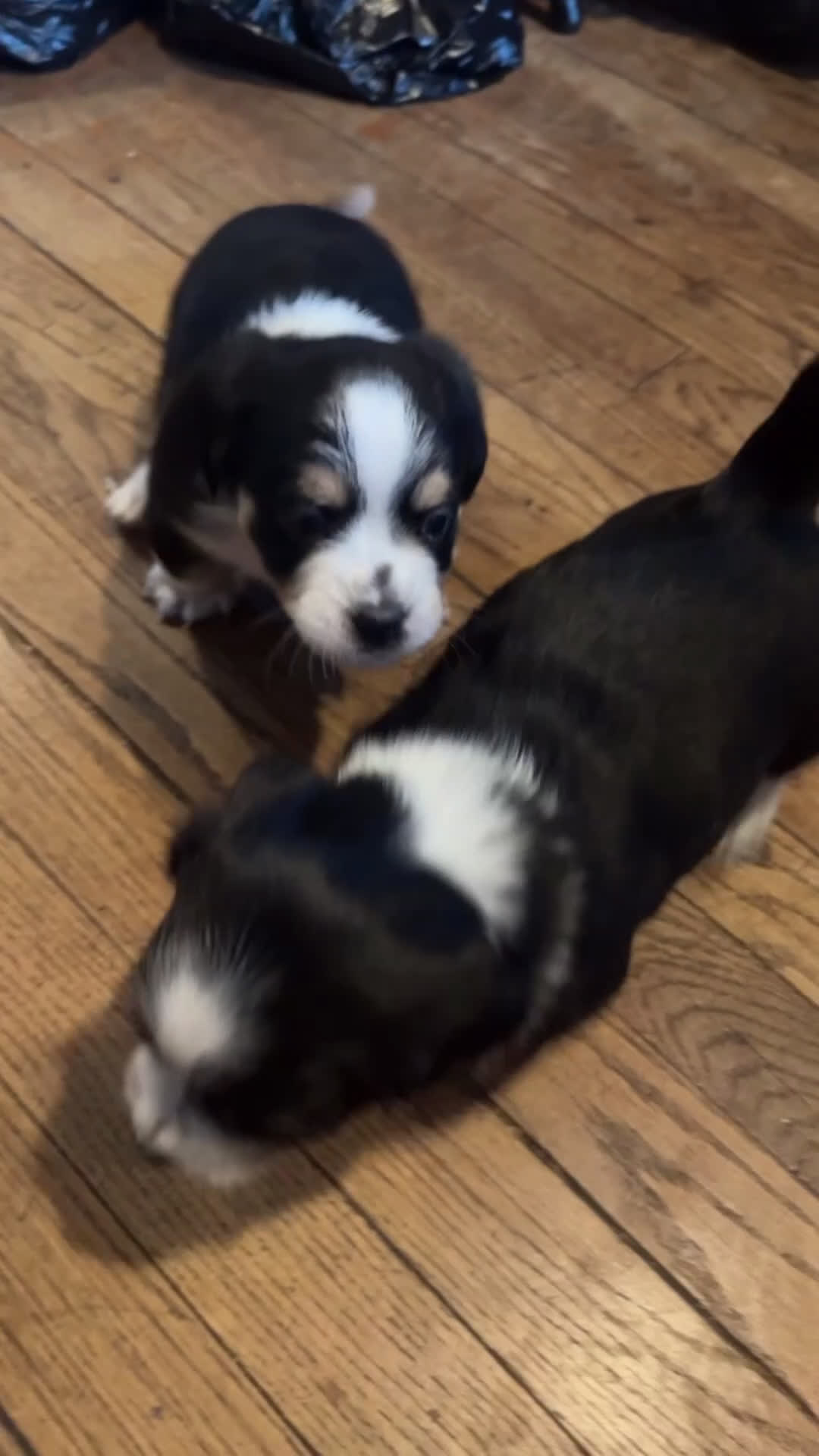 Mixed Breed dogs for sale: Dior - Video 1