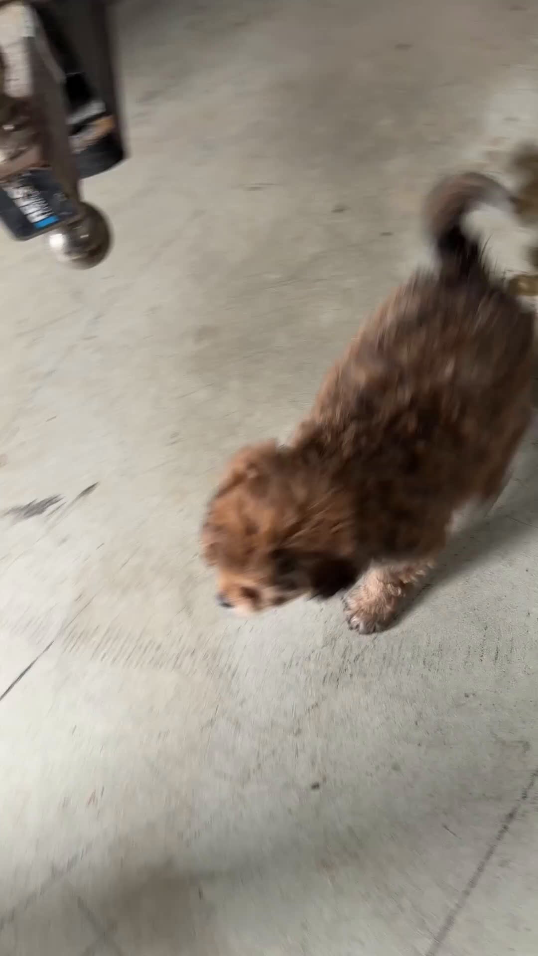 Cavapoo dogs for sale: Ace - Video 1