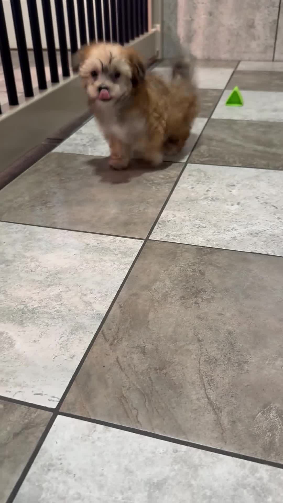 Havapoo dogs for sale: Mandy - Video 1
