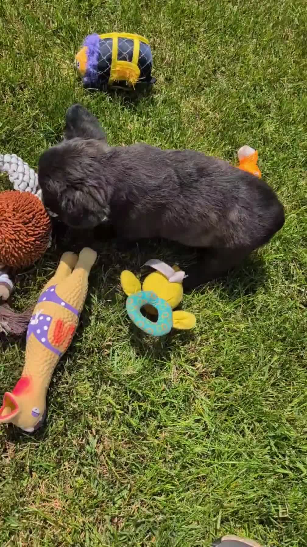 French Bulldog dogs for sale: Emmy - Video 1