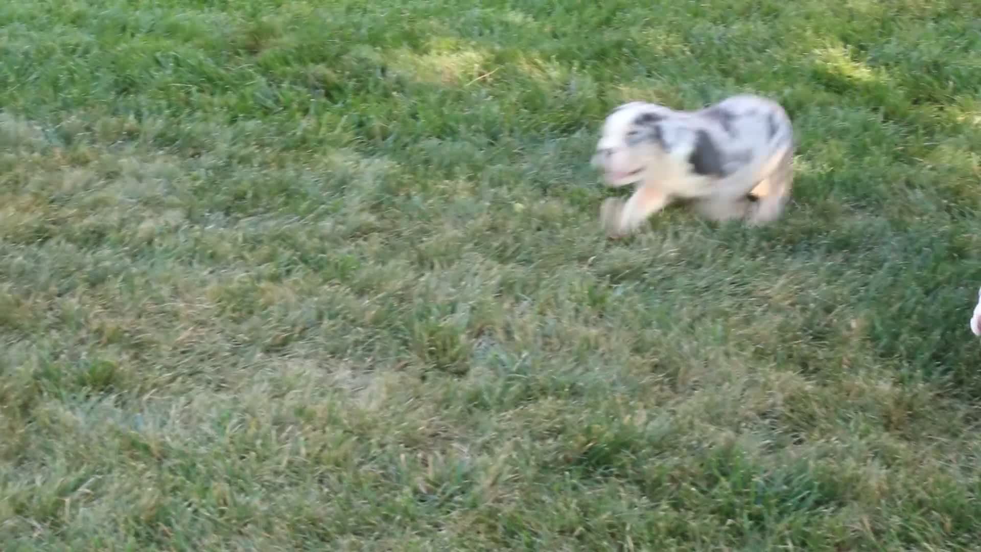 Beabull dogs for sale: Rubble - Video 2