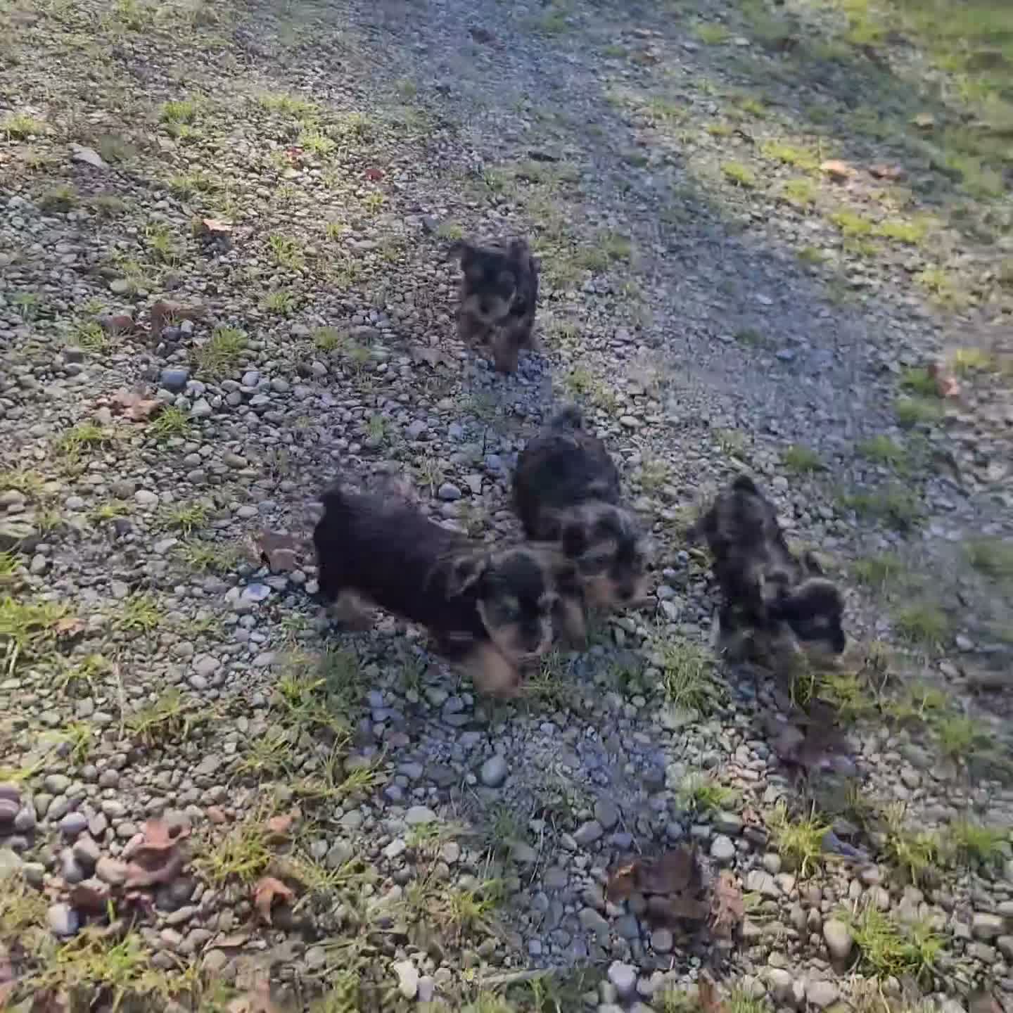 Yorkshire Terrier dogs for sale: Josh - Video 1