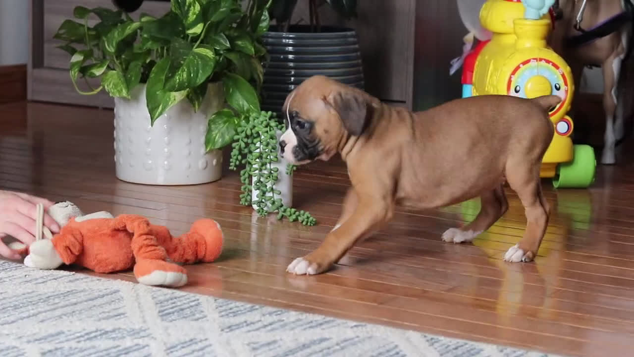 Boxer dogs for sale: Kona - Video 1