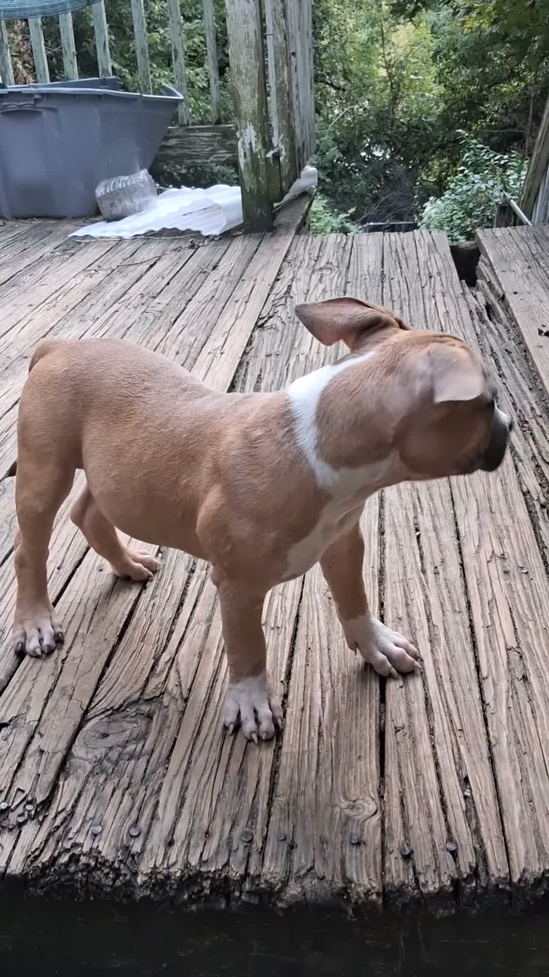 American Bully dogs for sale: American Bully 1 - Video 1