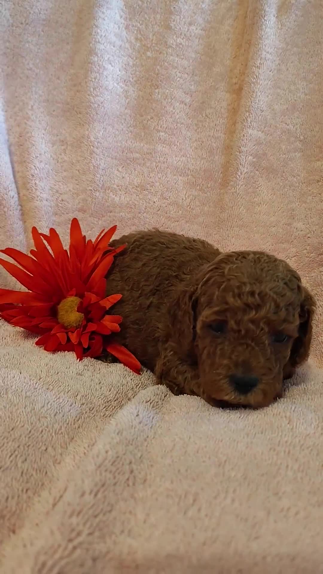 Mini Goldendoodle dogs for sale: Samantha - Video 1