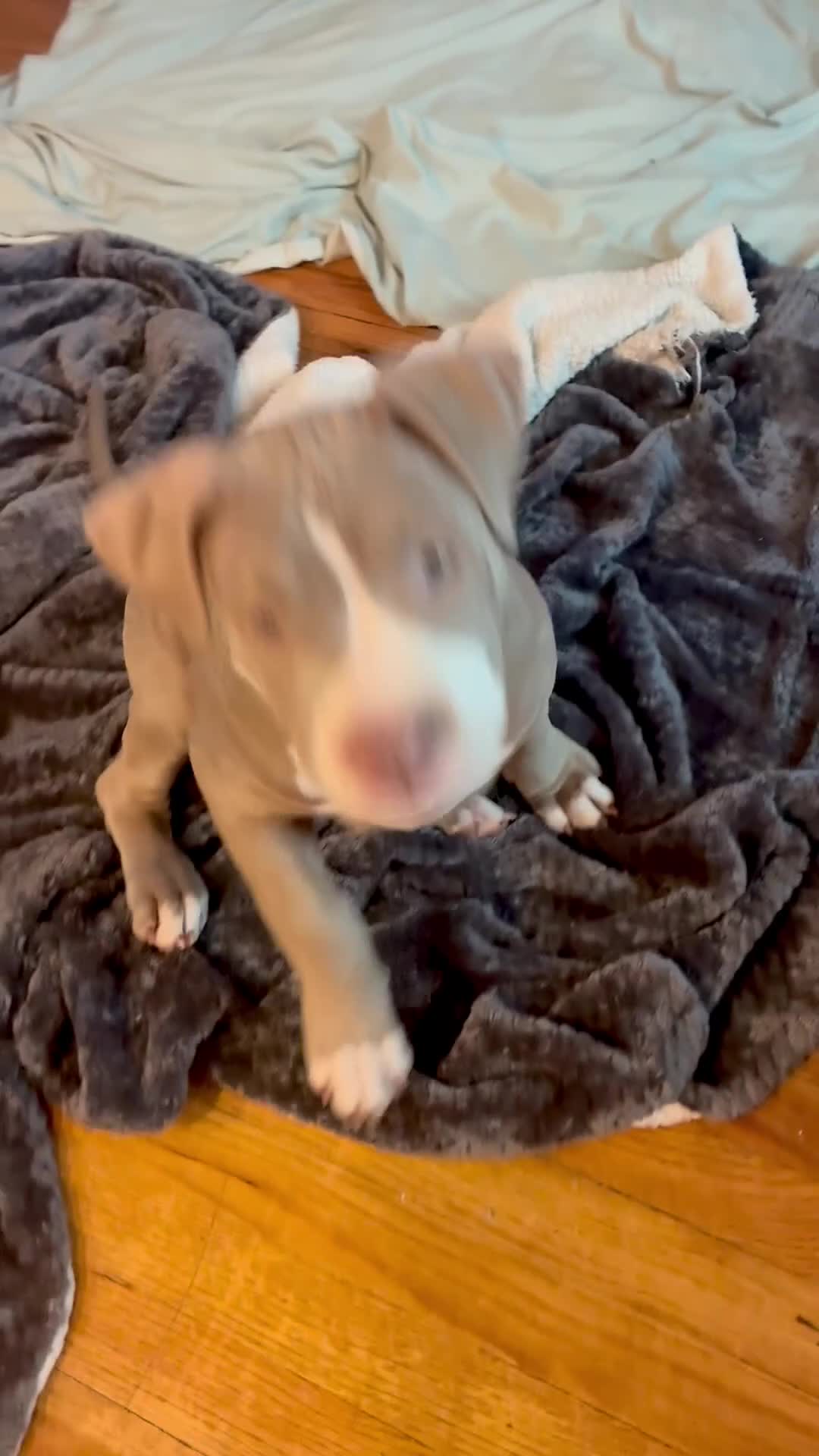 American Bully dogs for sale: Phantom  - Video 1