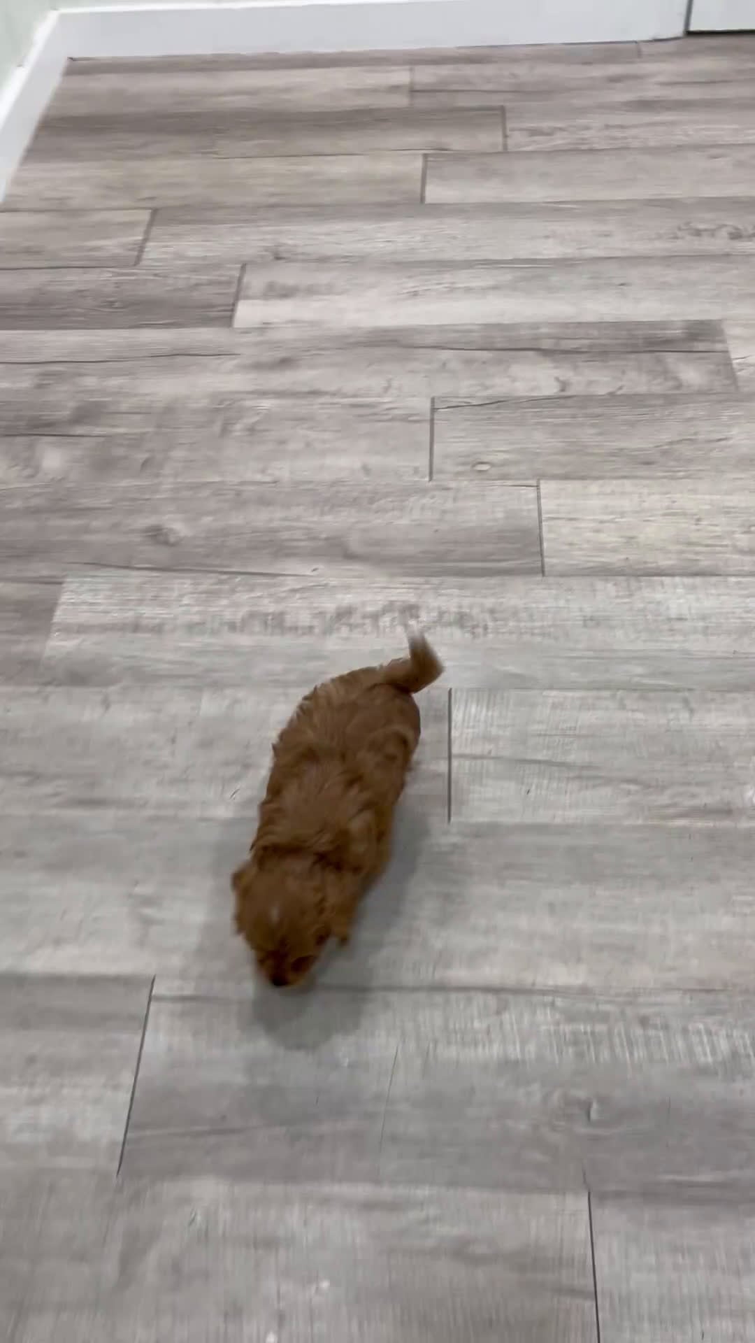 Cavapoo dogs for sale: Rambo - Video 1