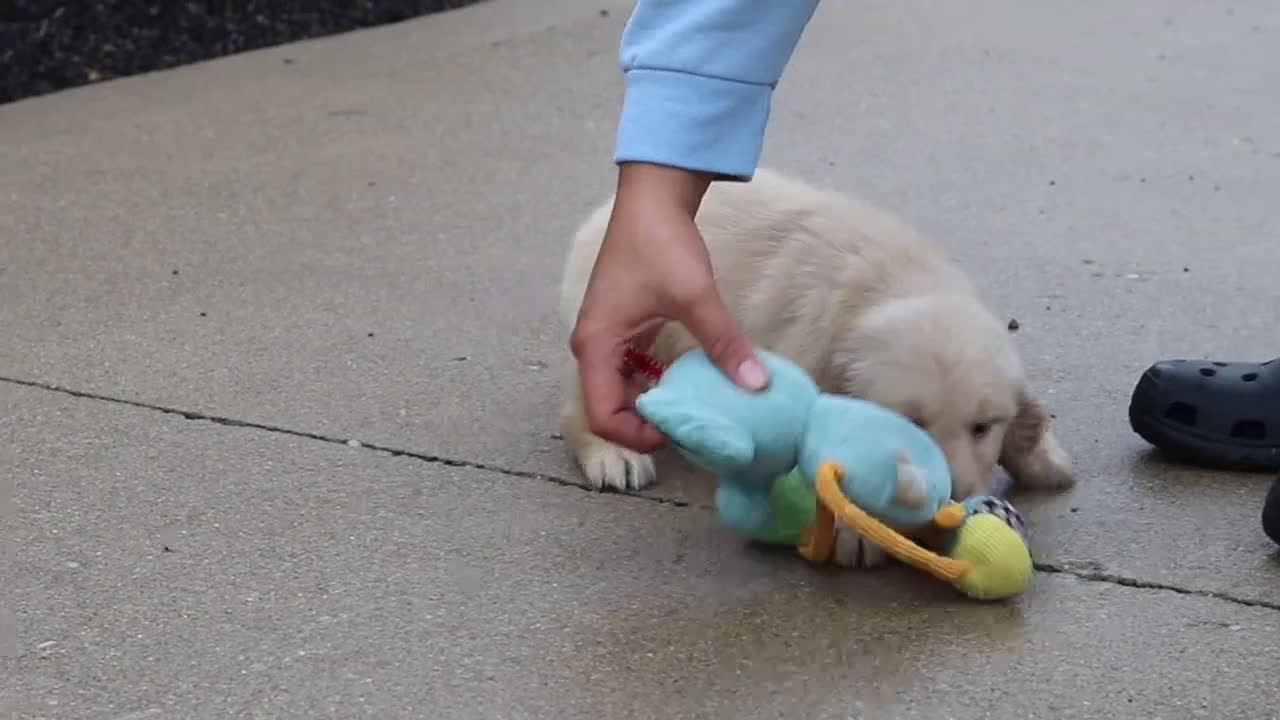 Golden Retriever dogs for sale: Ellie - Video 1