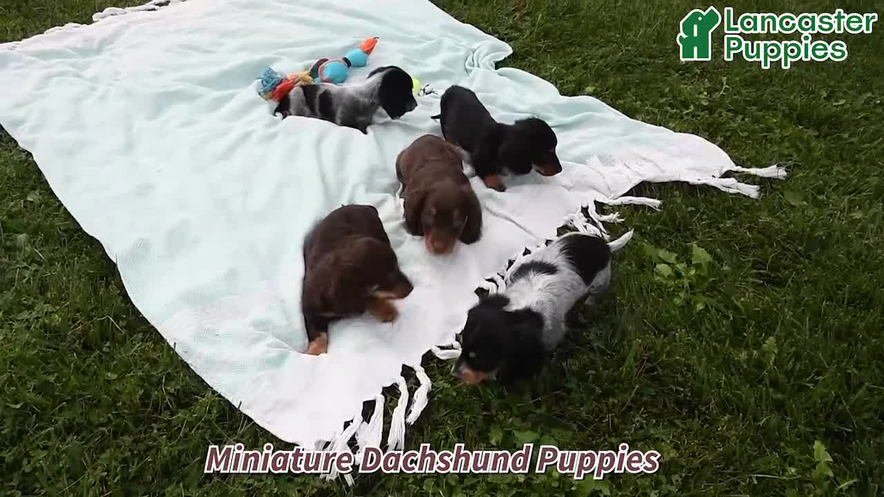 Miniature Dachshund dogs for sale: Porter - Video 1