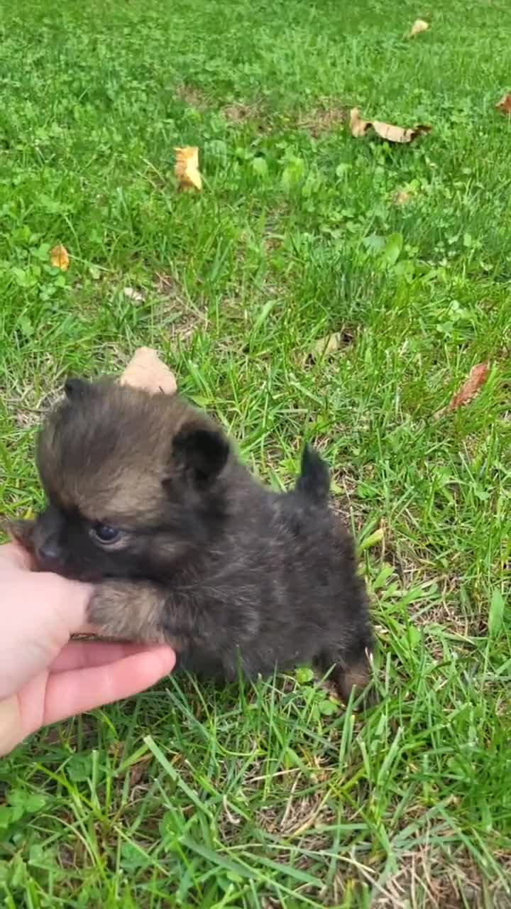 Pomeranian dogs for sale: Harmony - Video 1