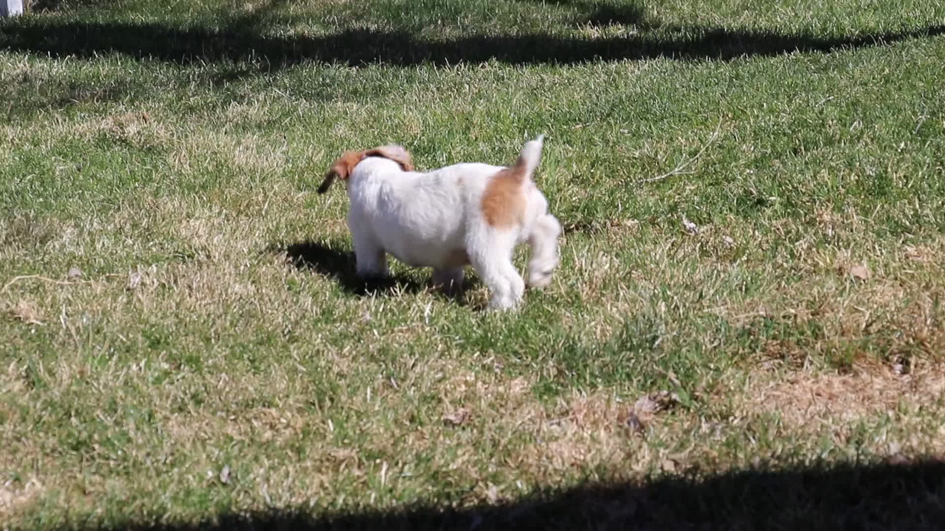 Jack Russell Terrier dogs for sale: Wayne Shorty male with red head - Video 1