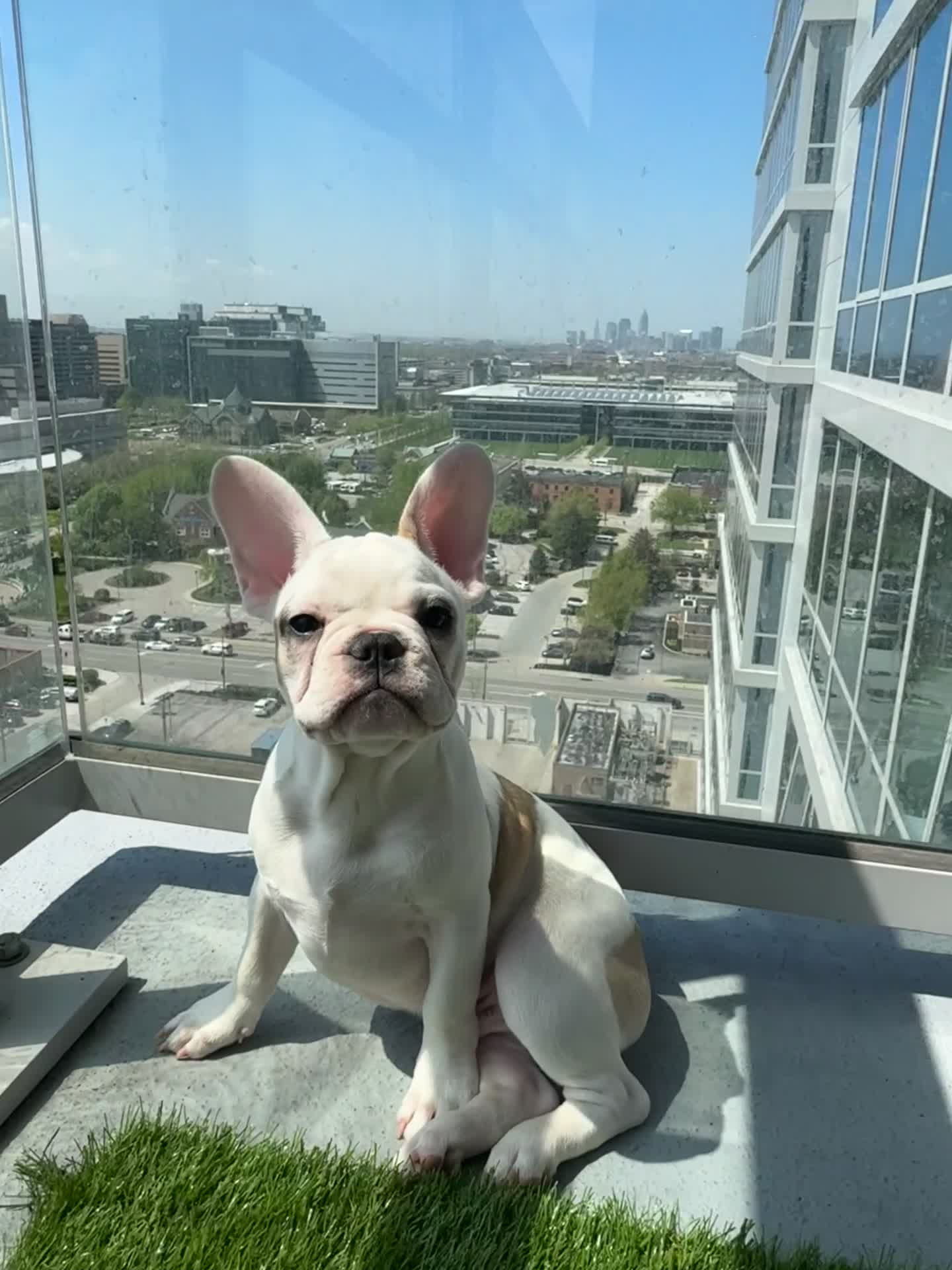 French Bulldog dogs for sale: Frenchie - Video 1