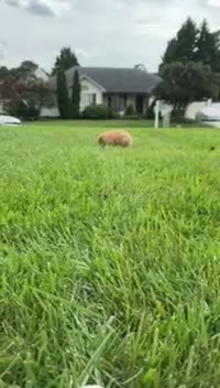 Miniature Labradoodle dogs for sale: Gigi - Video 3