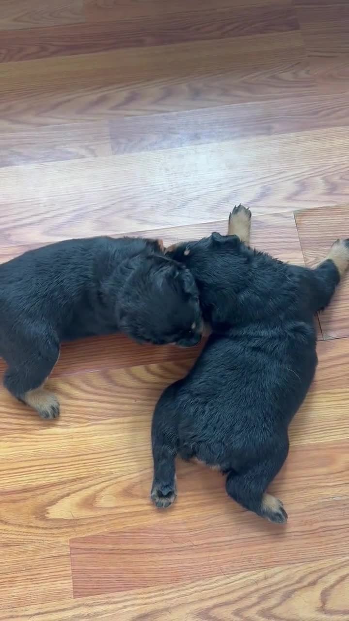 Rottweiler dogs for sale: Male 1 - Video 1