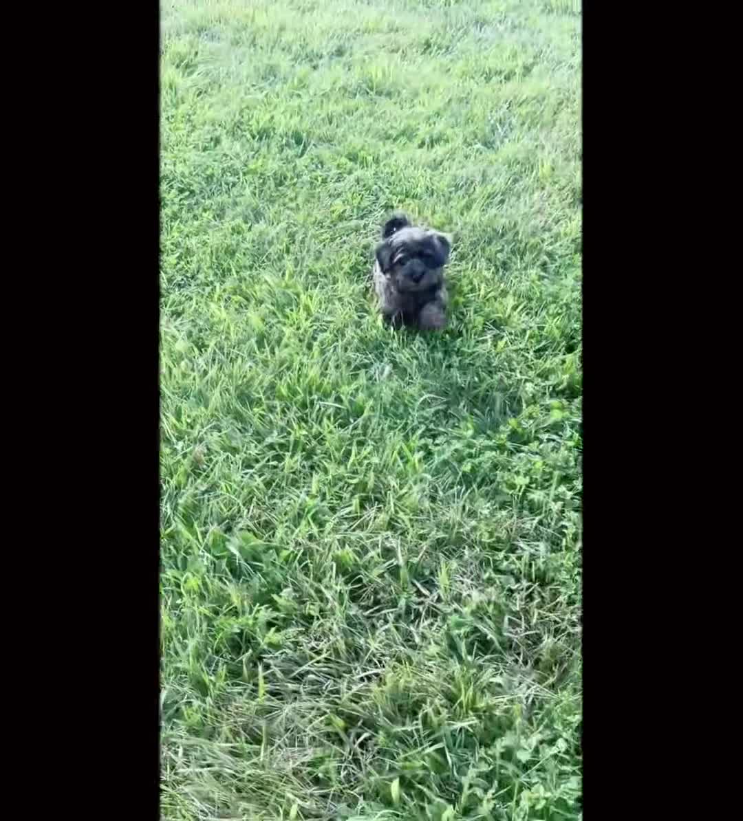 Maltipoo dogs for sale: Olivia - Video 1