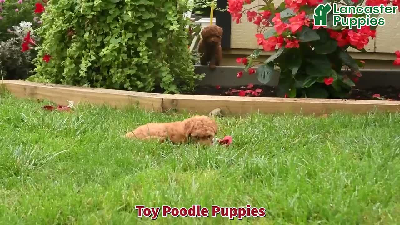 Toy Poodle dogs for sale: Teddy - Video 1