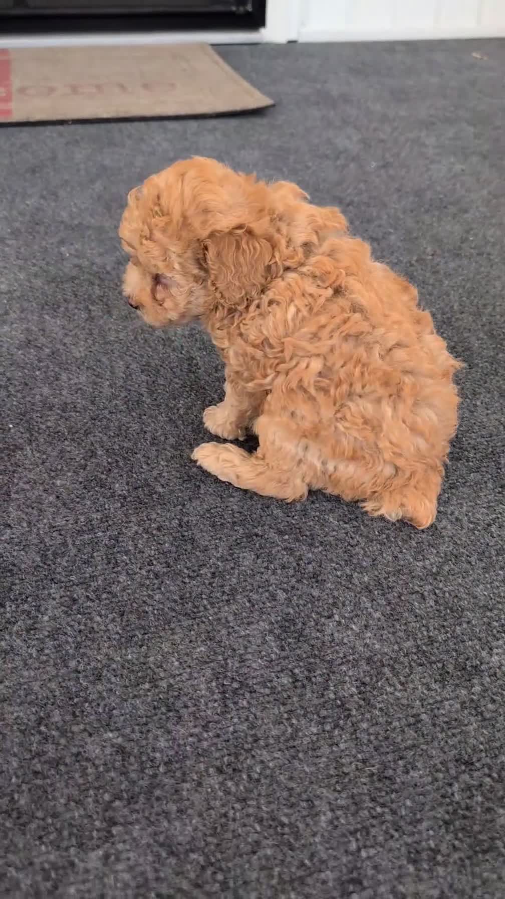 Toy Poodle dogs for sale: Timmy - Video 1