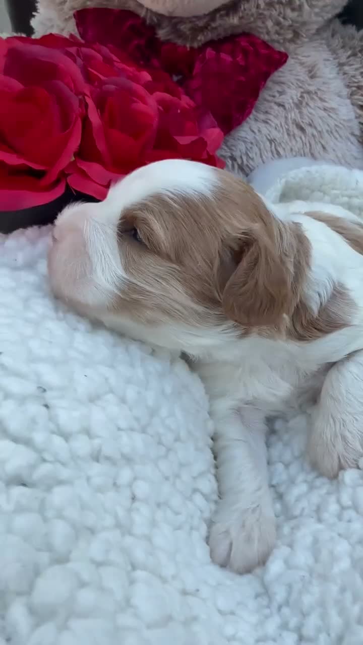 Cavapoo dogs for sale: Abby - Video 1
