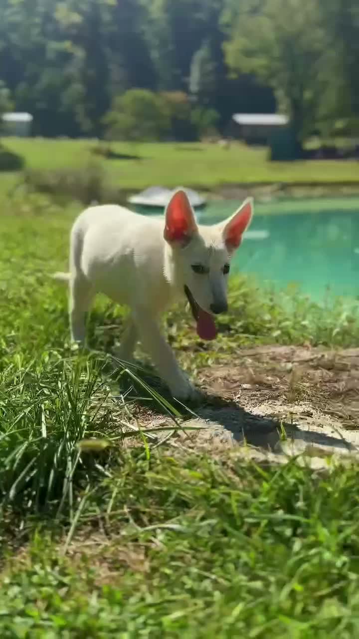 German Shepherd dogs for sale: German Shepherd 2 - Video 1