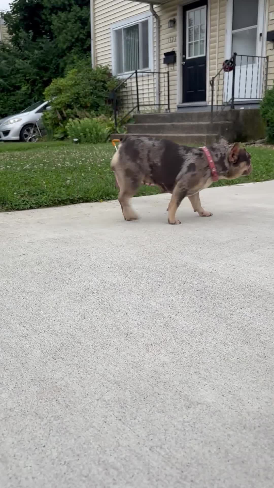French Bulldog dogs for sale: 3 year old French Bulldog - Video 1