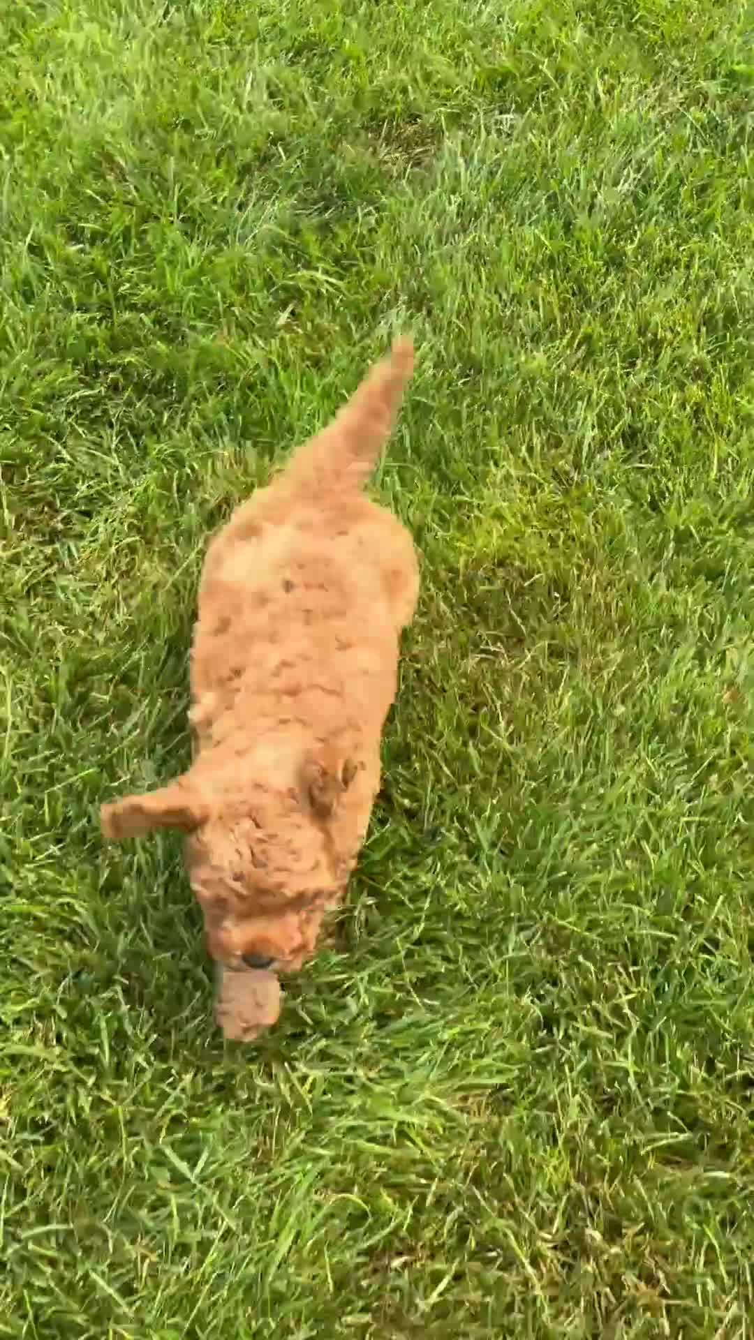 Miniature Labradoodle dogs for sale: Madison - Video 7
