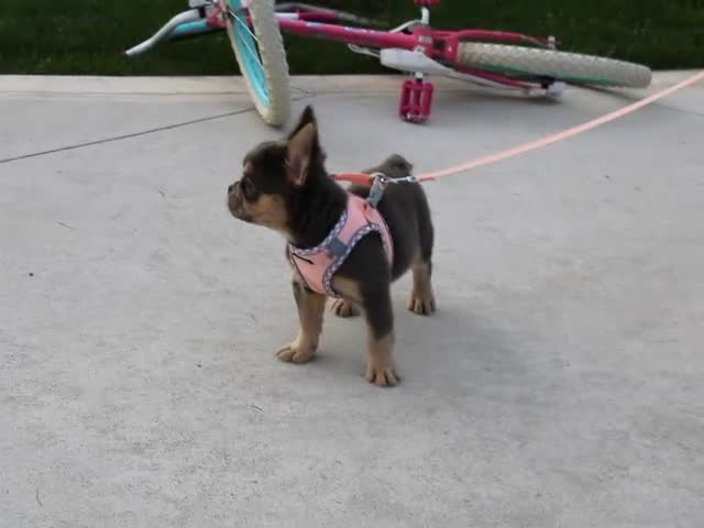 French Bulldog dogs for sale: Princes - Video 1