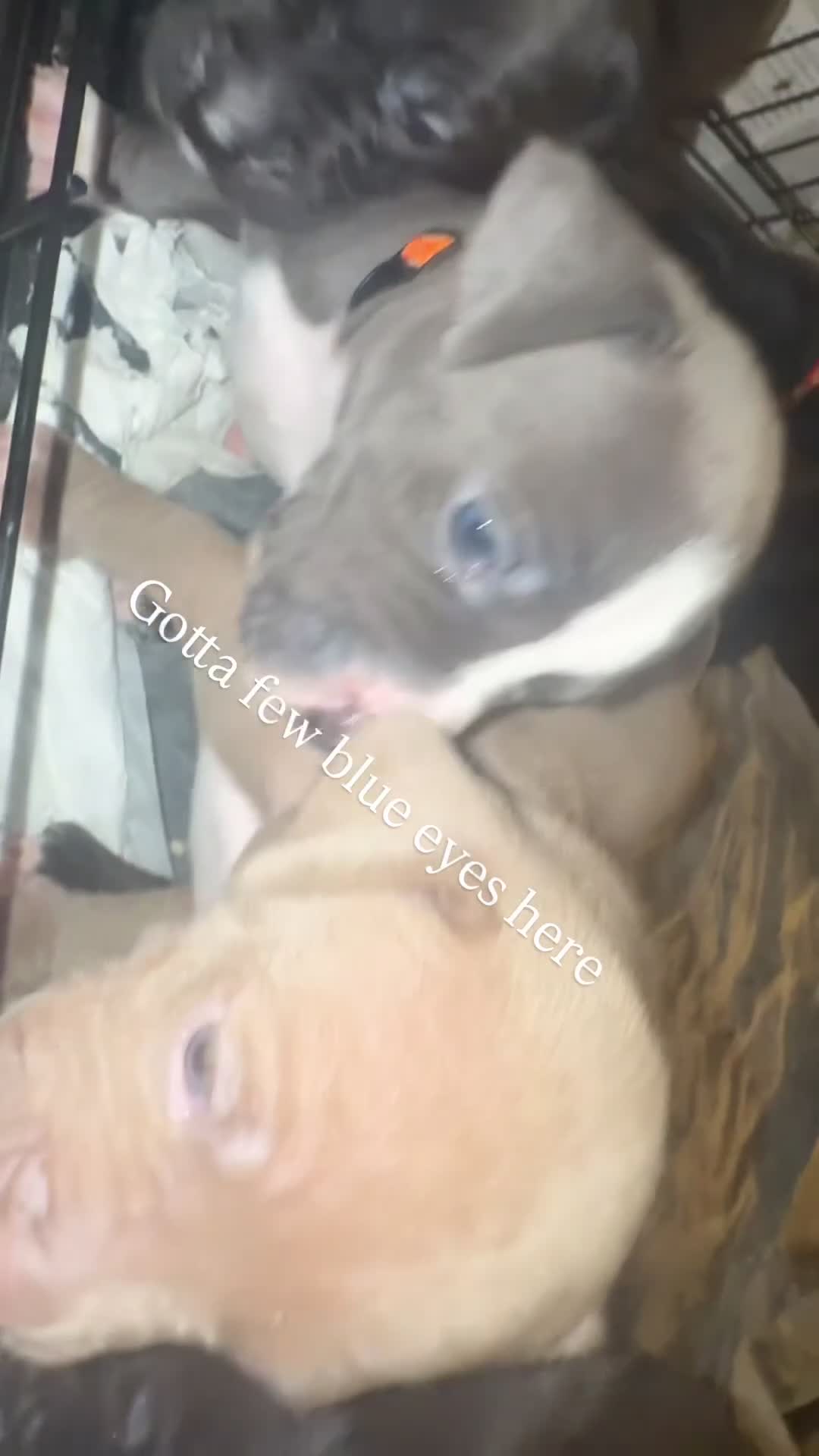 American Pit Bull Terrier dogs for sale: American Pit Bull Terrier 3 - Video 1