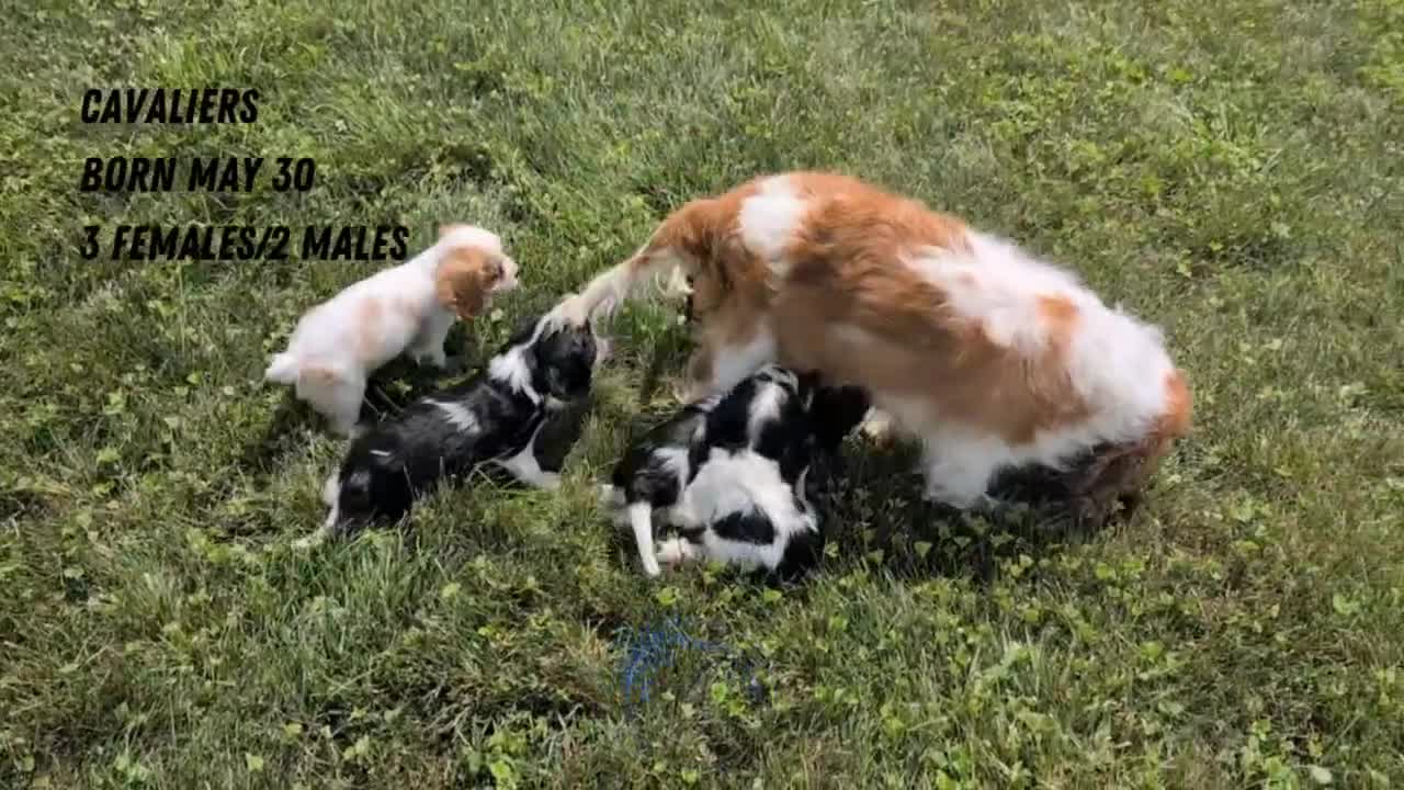 Cavalier King Charles Spaniel dogs for sale: Izzy - Video 2