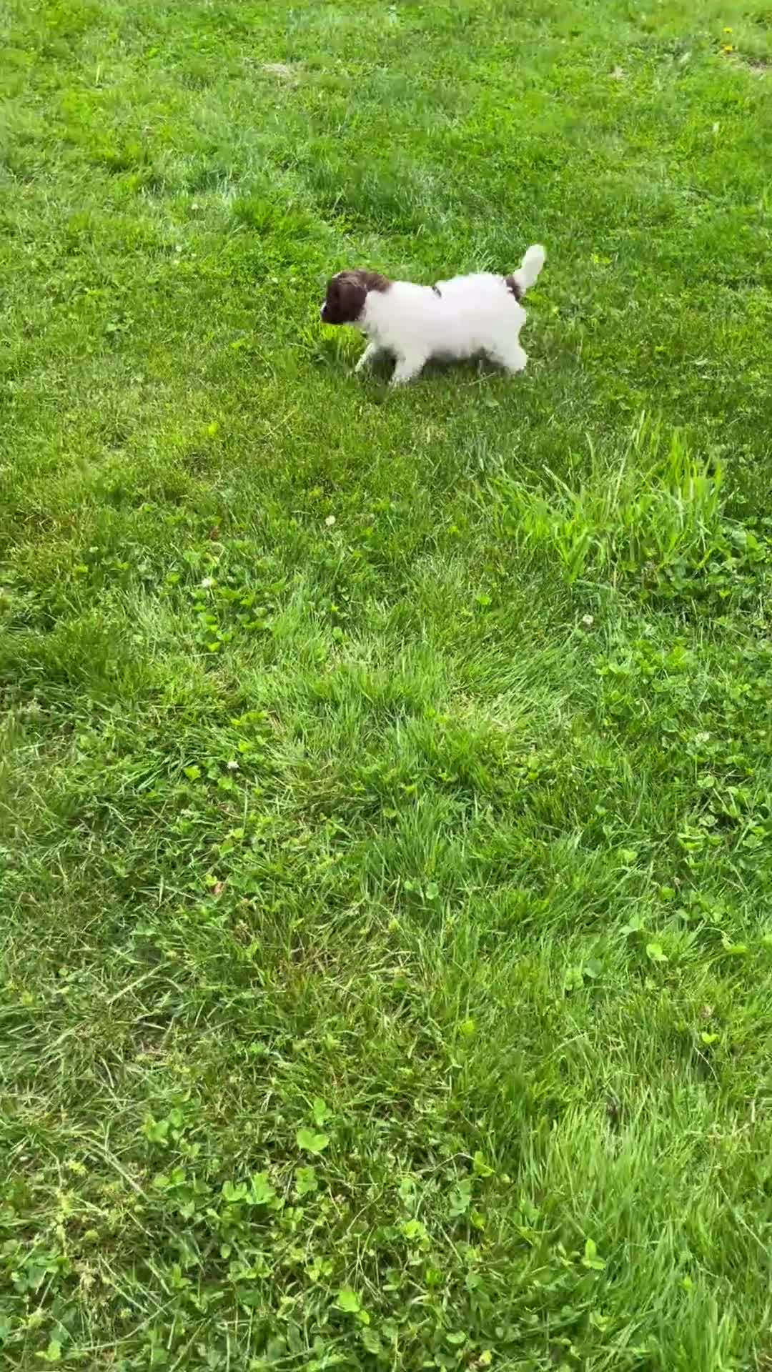Aussiedoodle dogs for sale: Graham - Video 1