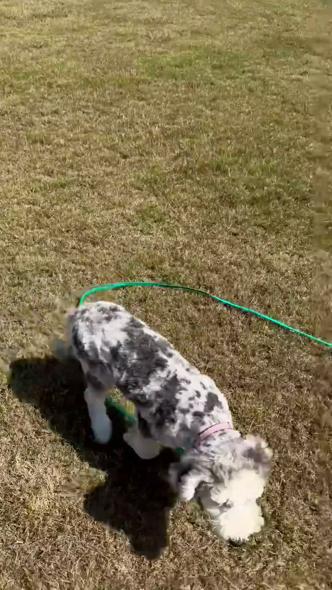 Mini Sheepadoodle dogs for sale: Mini Sheepadoodle 1 - Video 1
