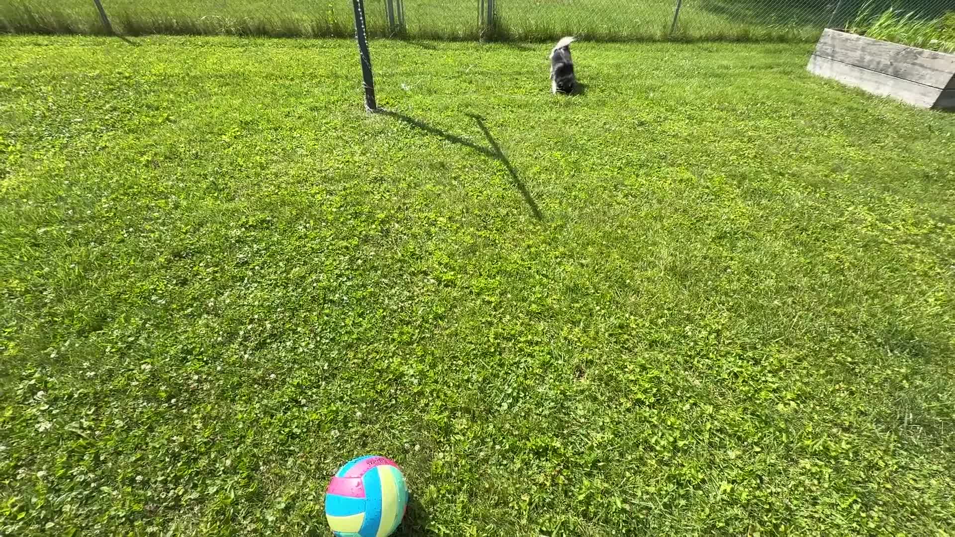 Pomsky dogs for sale: Volfie/ Wolfie - Video 1