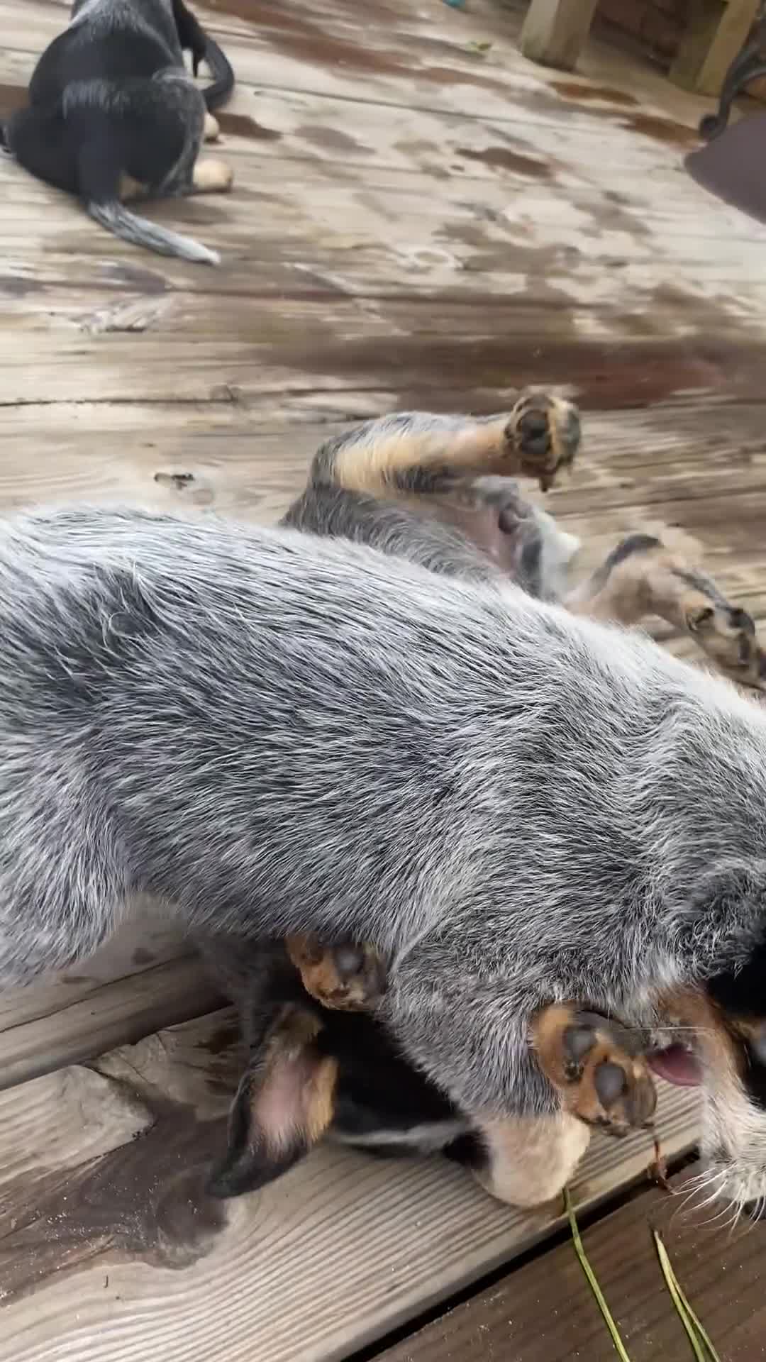 Australian Cattle Dog dogs for sale: Penny - Video 1