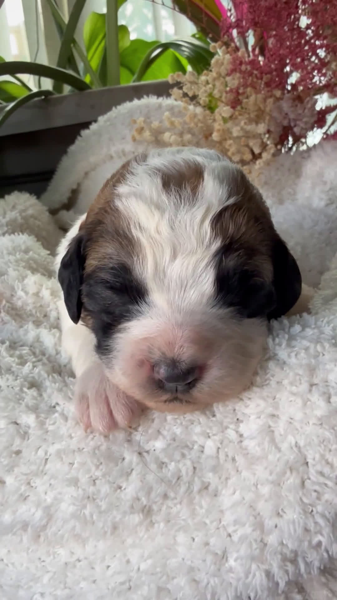 Mixed Breed dogs for sale: Sandy - Video 2