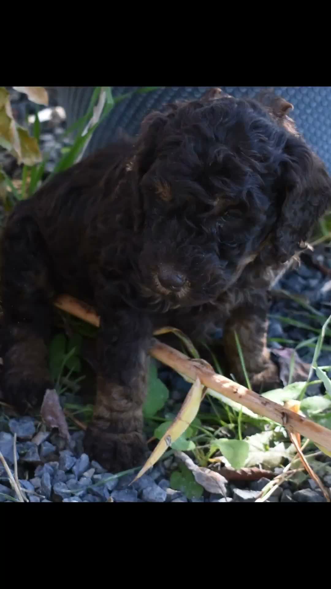 Standard Poodle dogs for sale: Standard Poodle 2 Apricot - Video 1