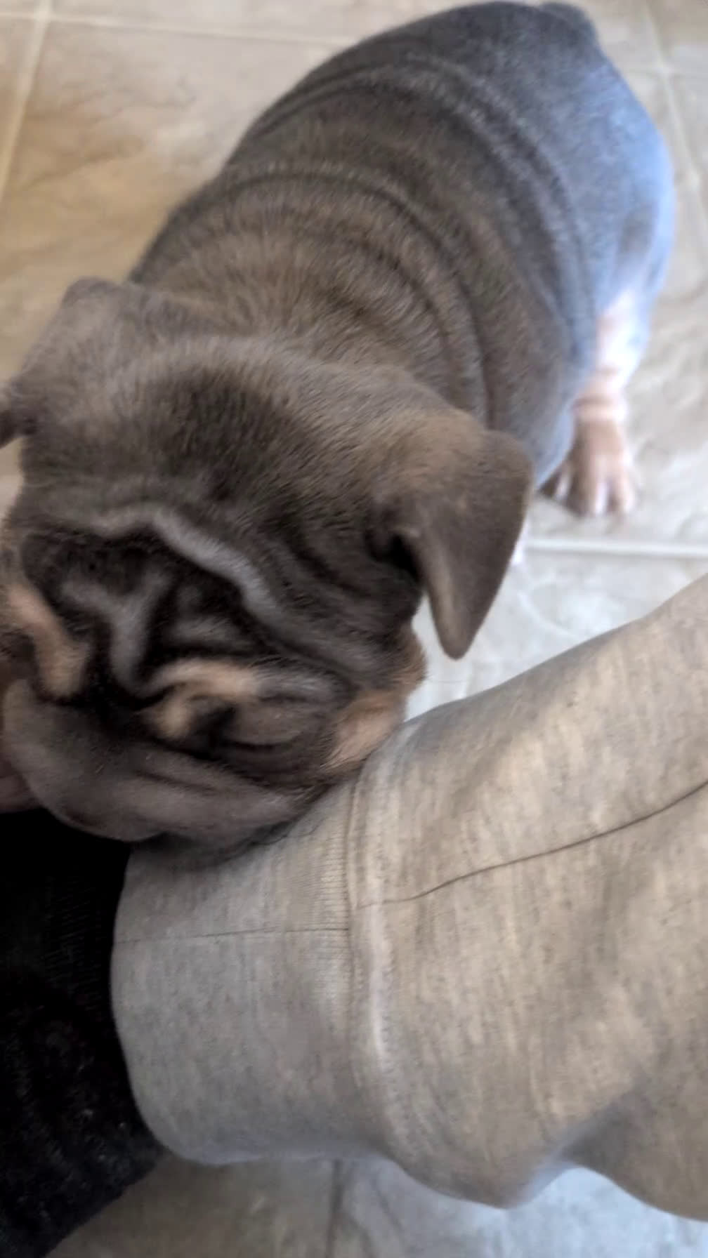French Bulldog dogs for sale: Royce - Video 1