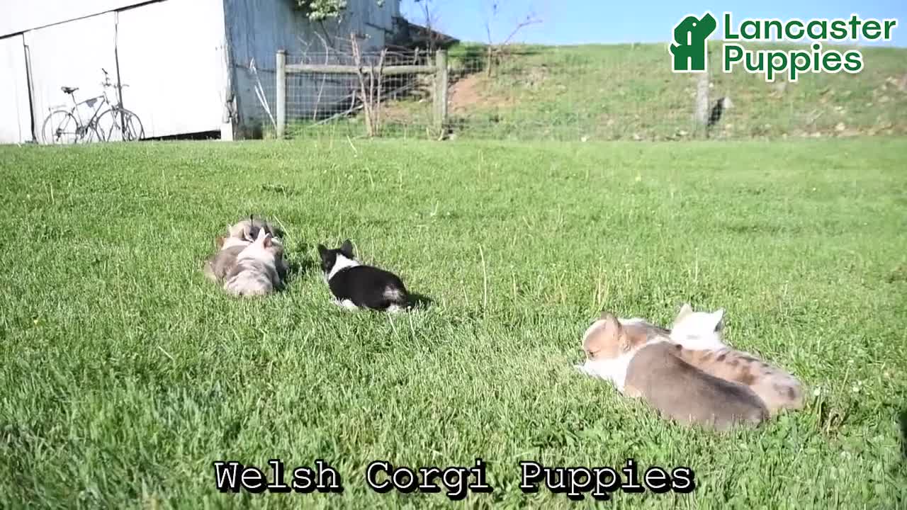 Welsh Corgi Pembroke dogs for sale: Charles - Video 1