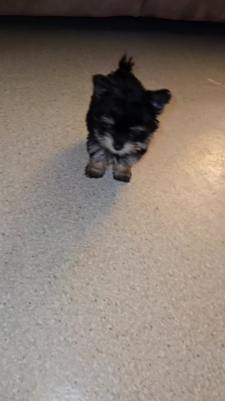 Mixed Breed dogs for sale: Little Debbie - Video 1