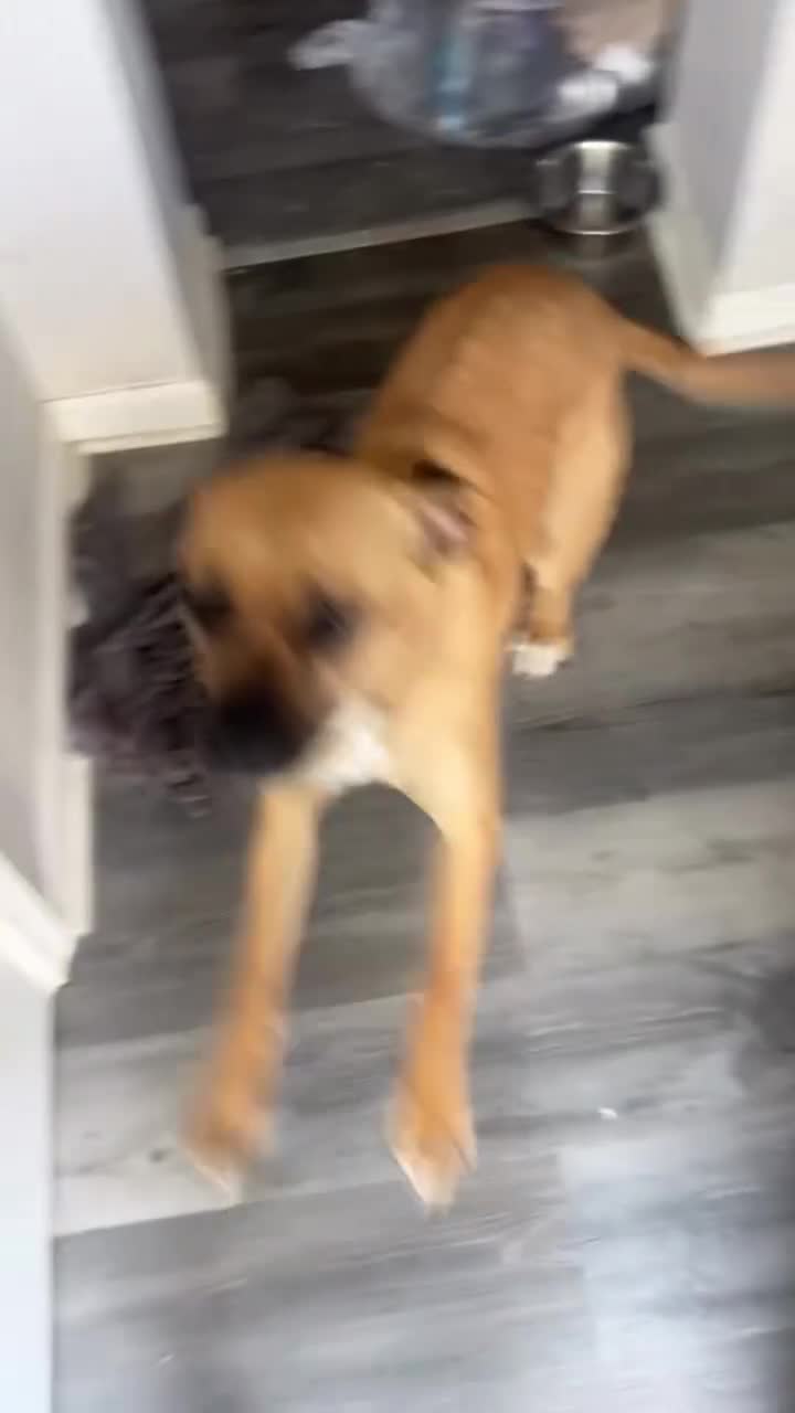 Mixed Breed dogs for sale: Mixed Breed 1 - Video 1