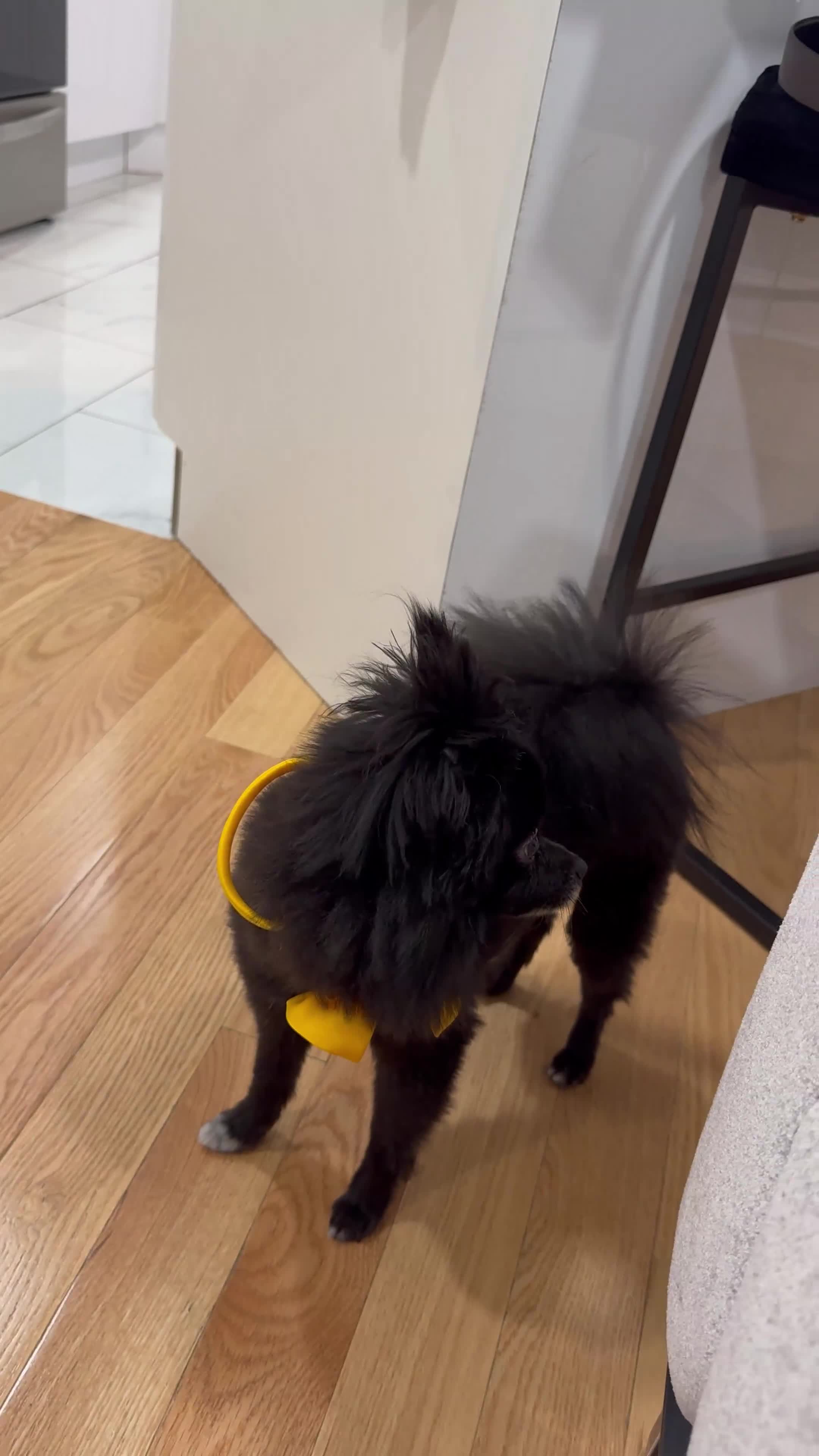Pomeranian dogs for sale: Apolo - Video 1