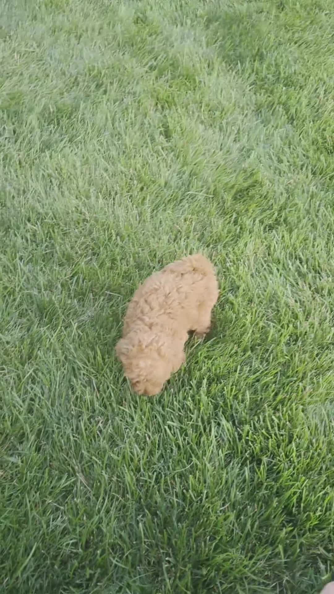 Mini Goldendoodle dogs for sale: Chase - Video 1